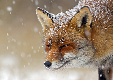 Fox in Winter Snowfall Close-up