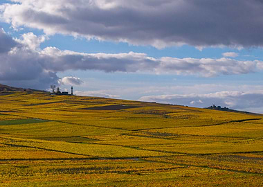 Golden Fields Under Cloudy Sky