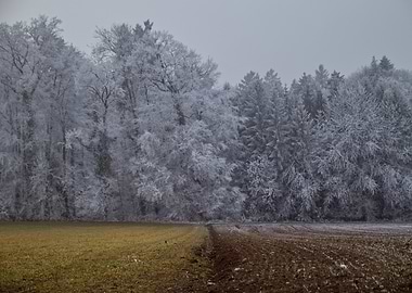 Icy Winter Forest Landscape with Fields