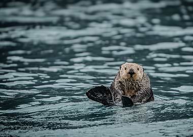 Sea Otter in Kenai Fjords, Alaska