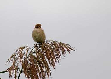 Female Red-Backed Shrike perched on a plant