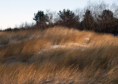 Golden Grass Field with Trees