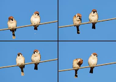 Eurasian Tree Sparrows on a Wire Collage