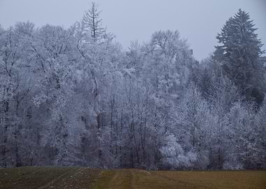 Icy Winter Forest Landscape with Frosty Trees