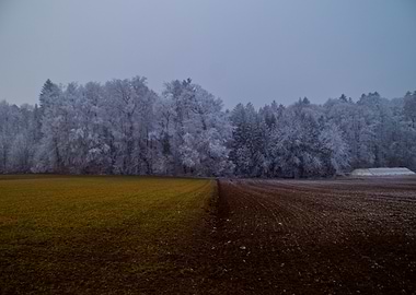 Tricolour Winter Landscape with Frosted Trees