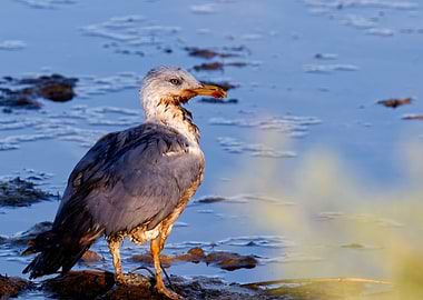 Wounded Armenian Gull standing near water