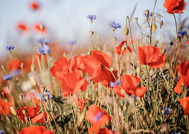 Field of Poppies and Cornflowers