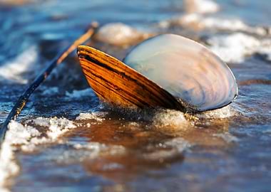 Open Seashell on a Beach