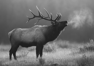 Majestic Elk in Black and White