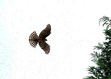 Hawk in Flight Against White Sky