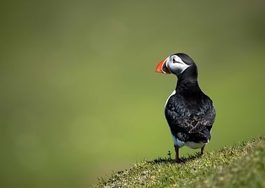 Puffin on Grassy Hill