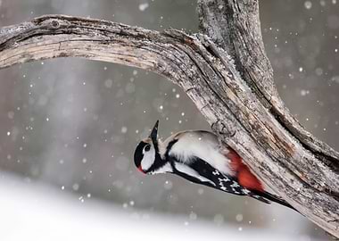 Woodpecker on Branch in Winter Snow