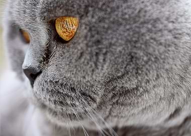 Close-up of a Gray Cat's Face