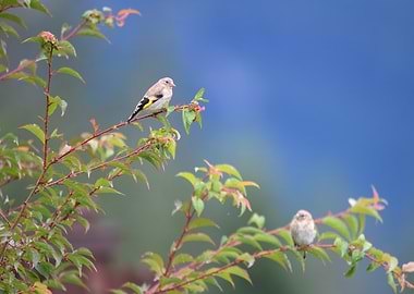 Two Goldfinches on Branches