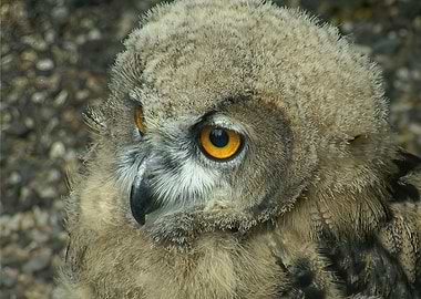 Close-up of a Young Owl