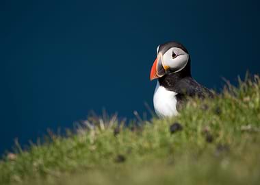 Puffin Portrait on Grassy Hillside