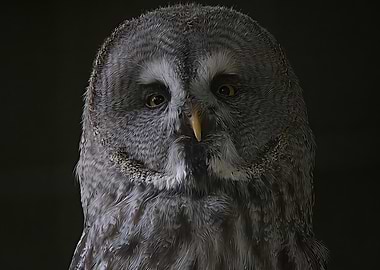 Close-up of a Great Grey Owl