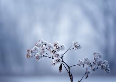 Delicate frost on the winter flowers of burdock (Arctium)