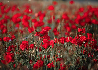 Field of Red Poppies