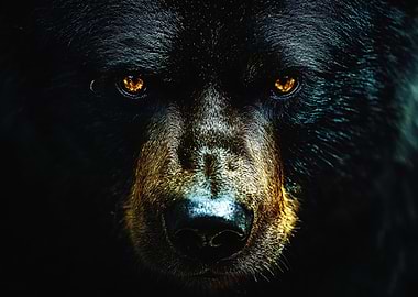Close-up Portrait of a Black Bear