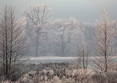 Frosty Winter Landscape with Trees