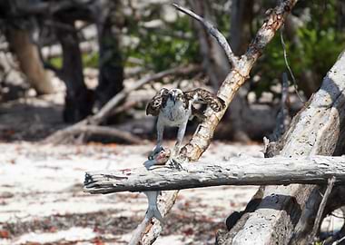 Osprey with Fish on Branch