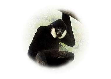 Black Gibbon Portrait