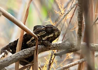 Chameleon on a Branch