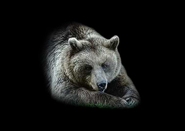 Brown Bear Portrait on Black Background