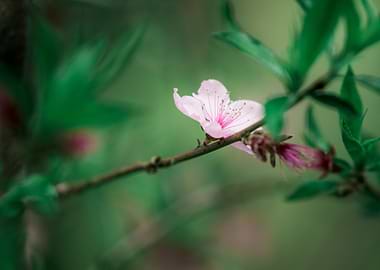 Delicate Pink Cherry Blossom on Branch