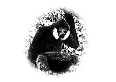 Black Gibbon in a Forest Sketch