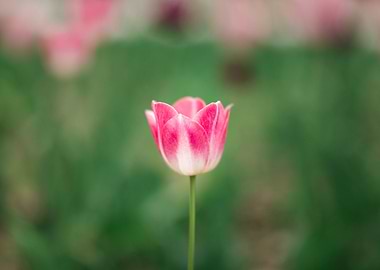 Pink and White Tulip Close-Up
