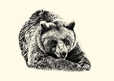 Resting Bear Black and White Illustration