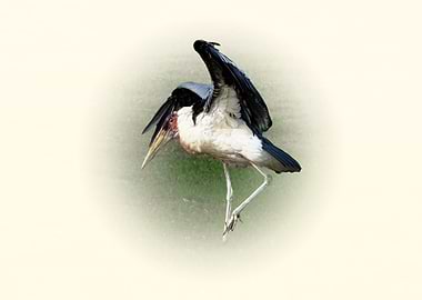 Marabou Stork Landing