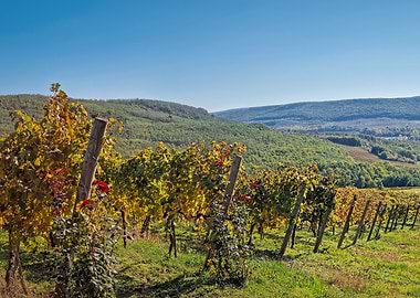 Vineyard Landscape Under a Clear Blue Sky