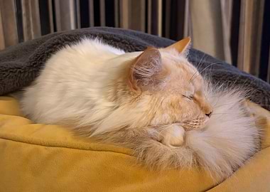 Sleeping Cat, tucked in for the night