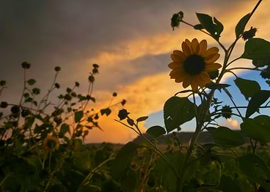 Sunflowers at Sunset