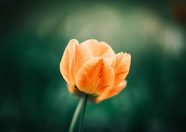 Orange Tulip Flower Close-Up