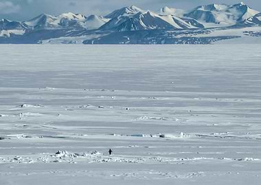 The Nihilist Penguin