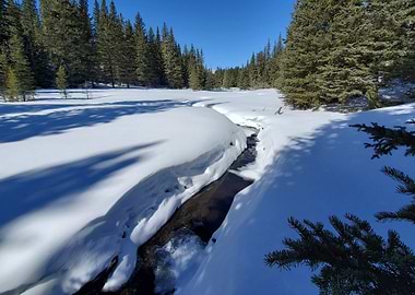 Snowy Creek through Spruce Forest