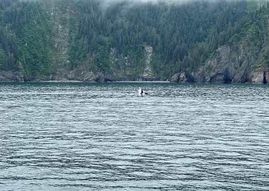 Baby Orca whale in Alaskan waters