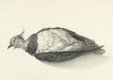 Watercolor Painting of a Dead Bird