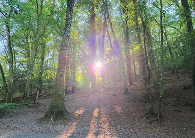 Sunlight filtering through a forest