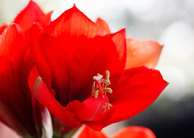 Vibrant Red Amaryllis Flower
