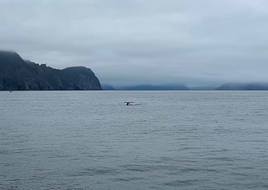 Whale tail in misty ocean waters