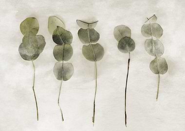 Eucalyptus branches on textured background