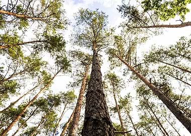 Looking up through pine trees