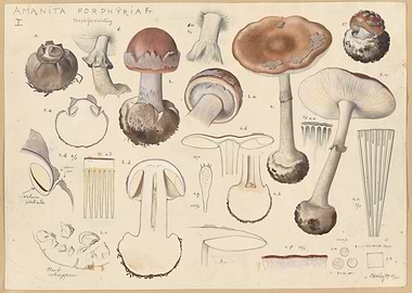 Botanical Illustration of Amanita Mushrooms