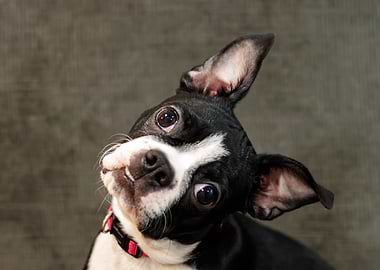 Boston Terrier puppy Tilting Head