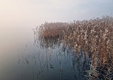 Misty Lake with Reeds